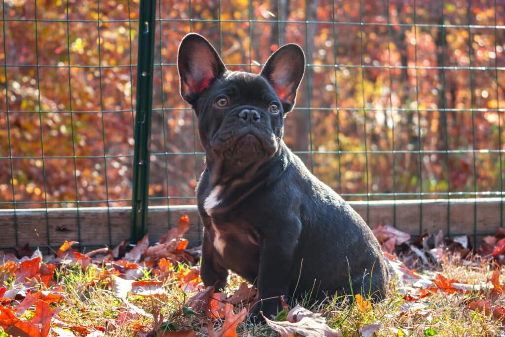 this black french bulldog is doing outdoor crate training