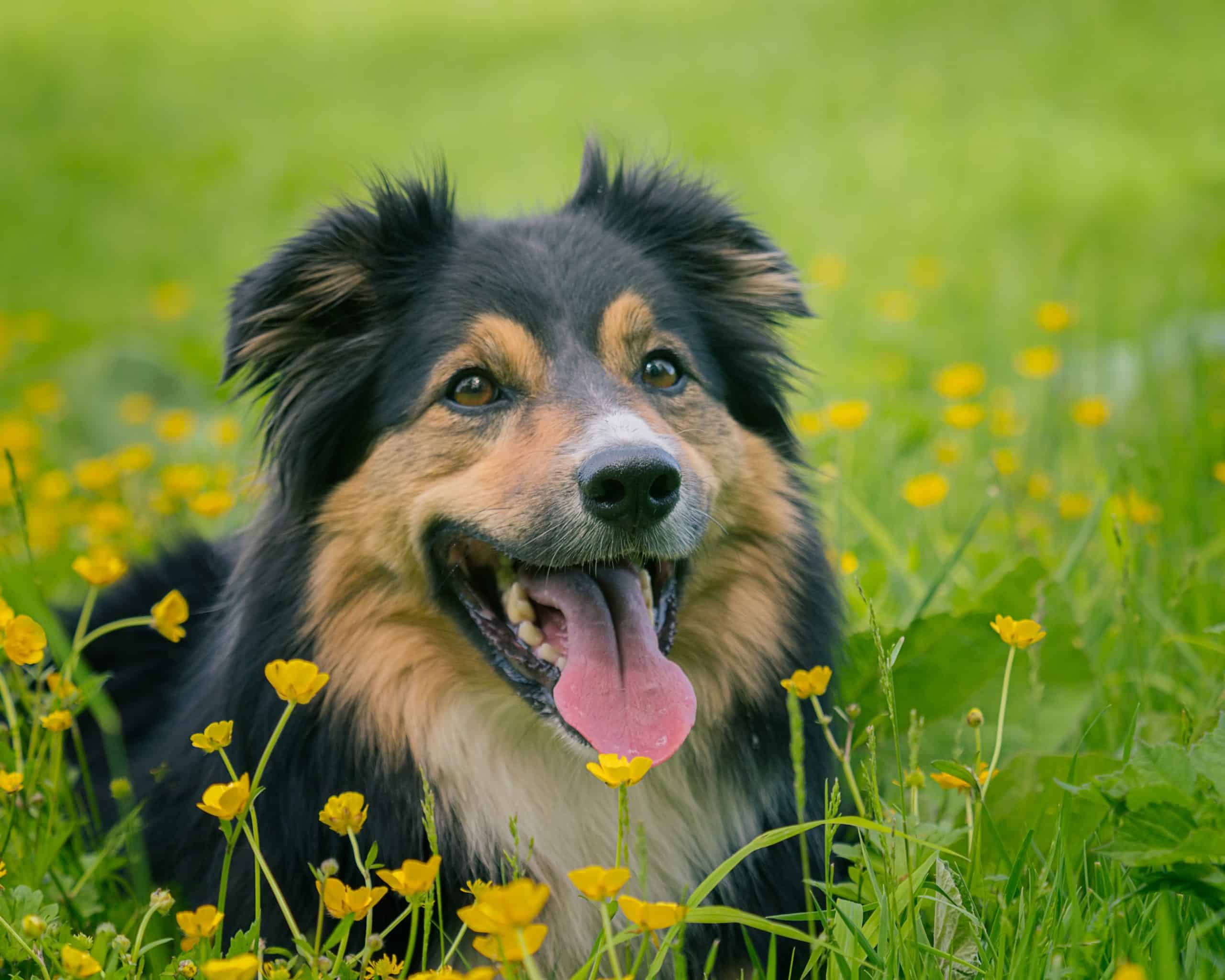 A Border Collie lays down among buttercups in the grass.