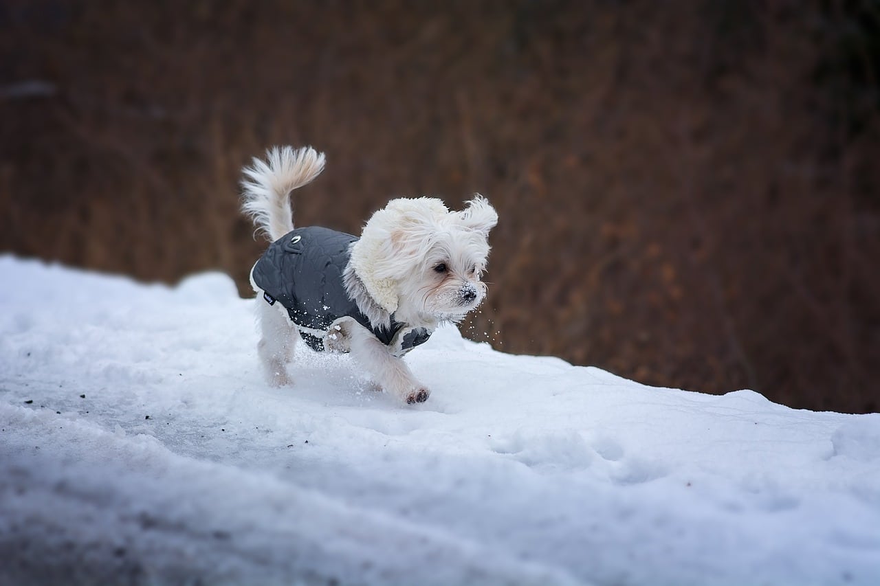 A small white dog wearing one of its dog jackets running through the snow.