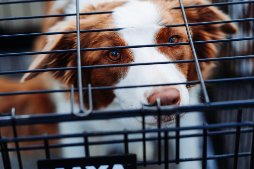 this brown and white dog looking up from a crate is undertaking crate training