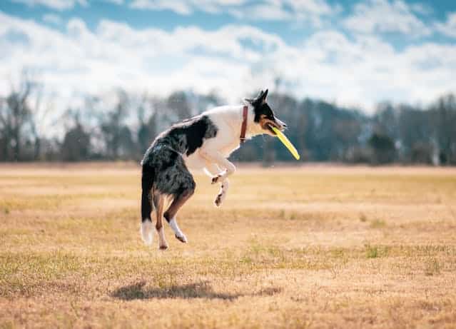 In a grassy field with trees in the background, a black and white dog from puppy school leaps energetically to catch a yellow frisbee, showcasing a fun way of exercising dogs without walking.