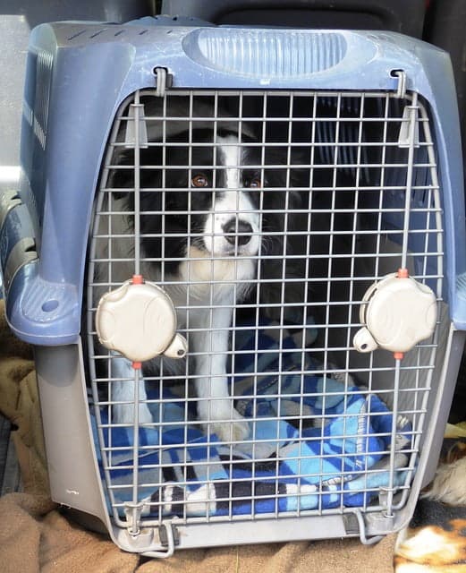 you have to crate train a puppy if you want to fly with them. This border collie is relaxed in his crate waiting to travel
