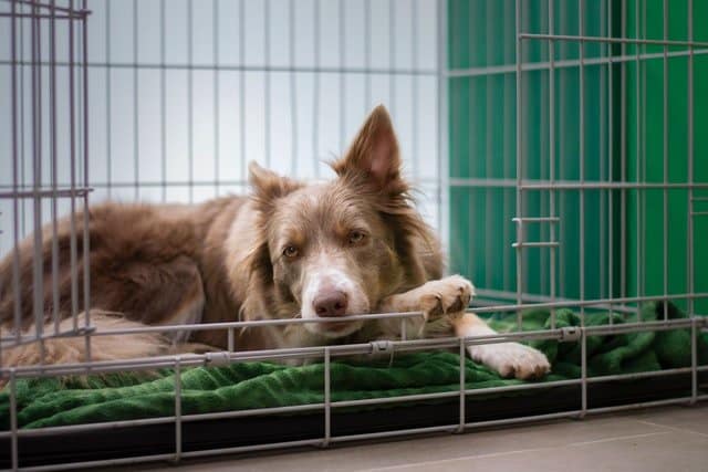 if you crate train a puppy correctly, they will feel relaxed in their crate like this brown and white collie