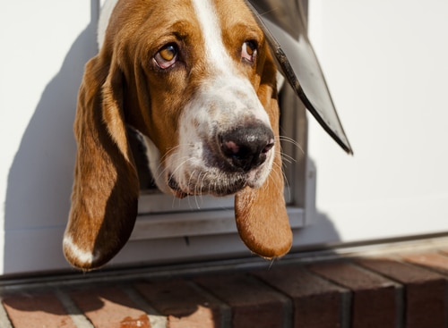 Basset hound with a dog microchip peeking through a dog flap.