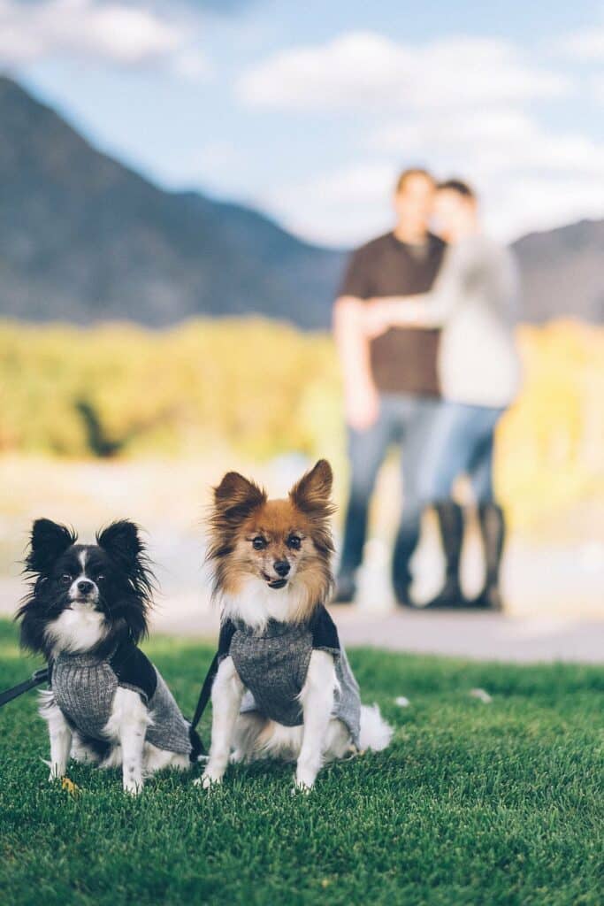 このキウイの子犬は、両方の彼らの犬のマイクロチップを持っています。 