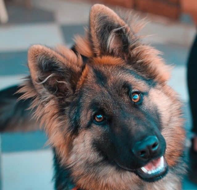 Dog vision has evolved out of biological needs.