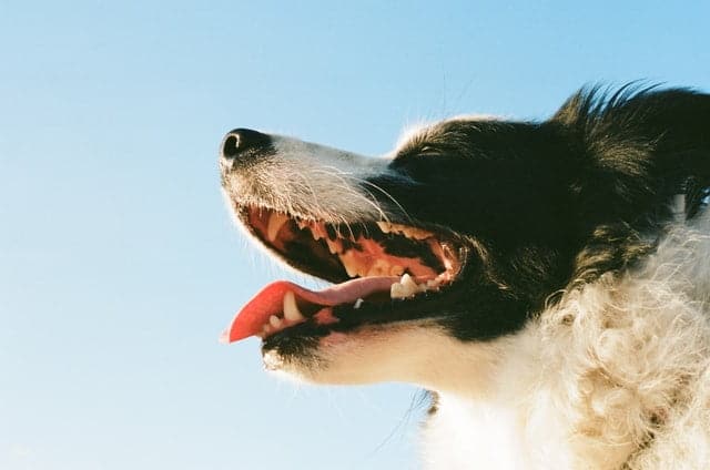 dog teeth need regular cleaning like this collie's teeth which look healthy close up