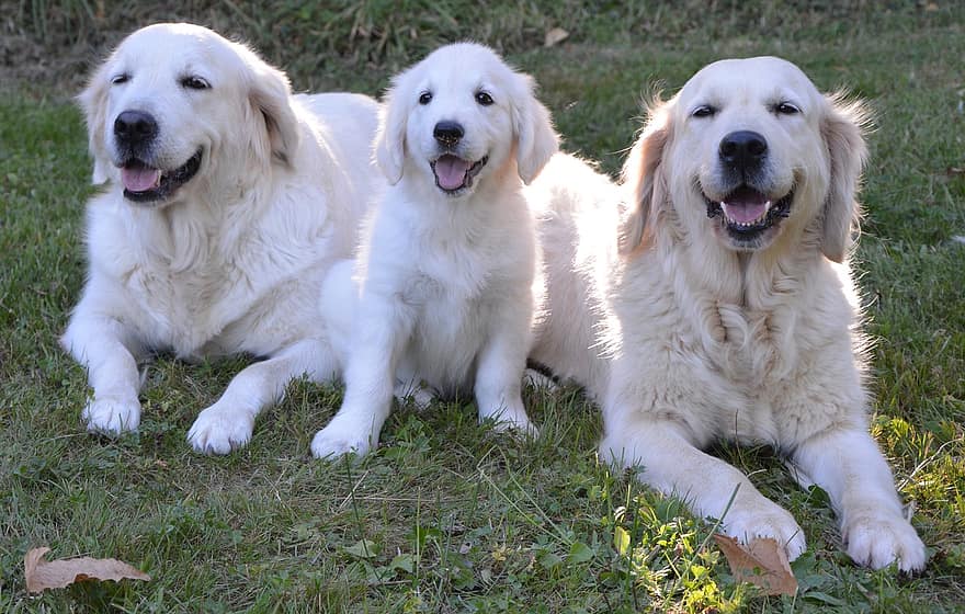 These dogs are registered to prove they are purebred dogs.