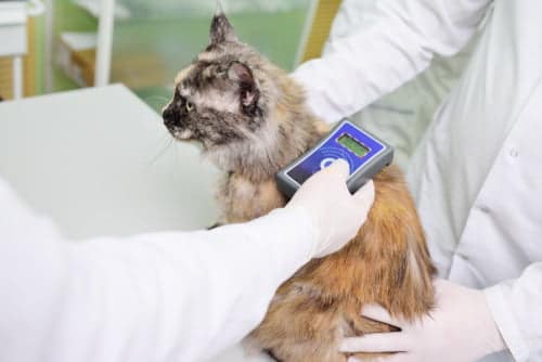 Cat microchips can be scanned to see ownership details.