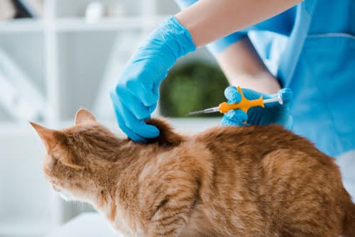 Cat microchips only take a few seconds to implant.