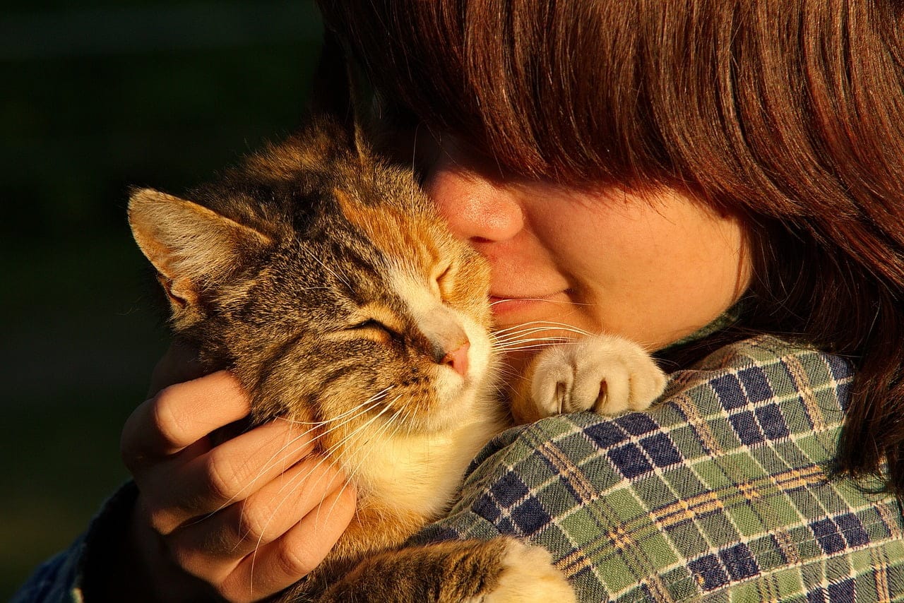 This pet parent is researching how long do cats live?
