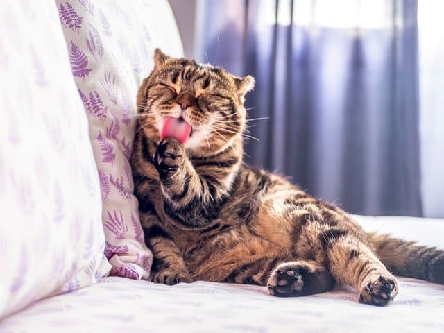 We look at how were cats domesticated to arrive at this modern day feline.