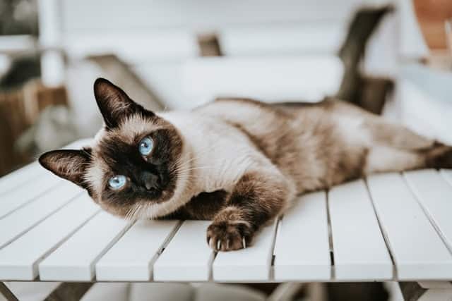 siamese cat lying down on white slatted table