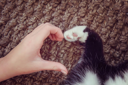 cat paw making heart with human hand