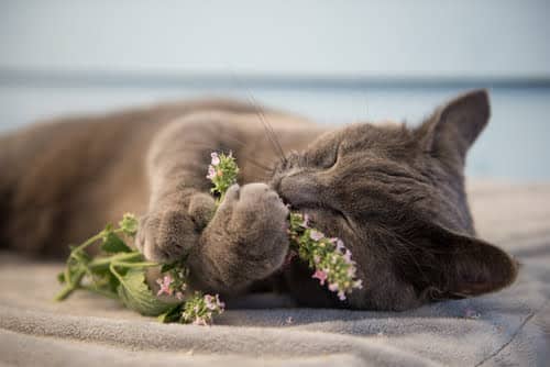 Why do cats love catnip - just ask this feline!