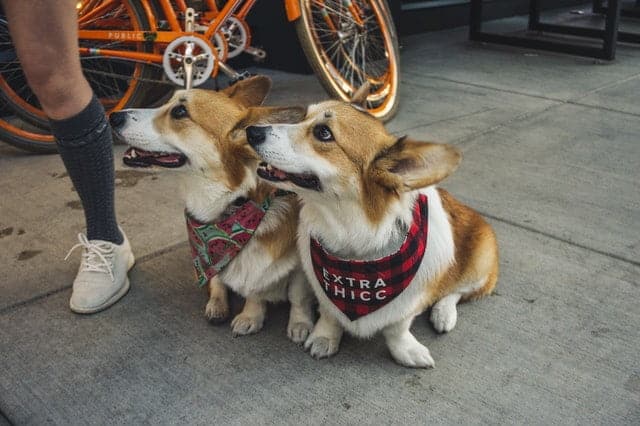 two corgi dogs sitting on the pavement