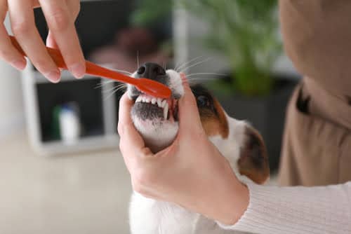 terrier dog teeth cleaning with red toothbrush