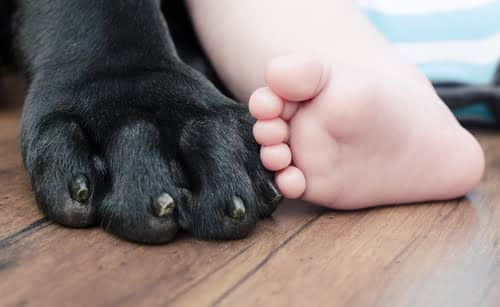 dog's paw next to new born baby foot