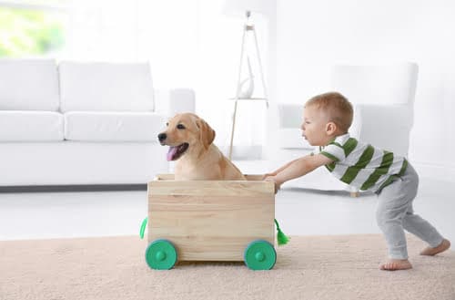baby/toddler pushing new labrador dog in wooden crate