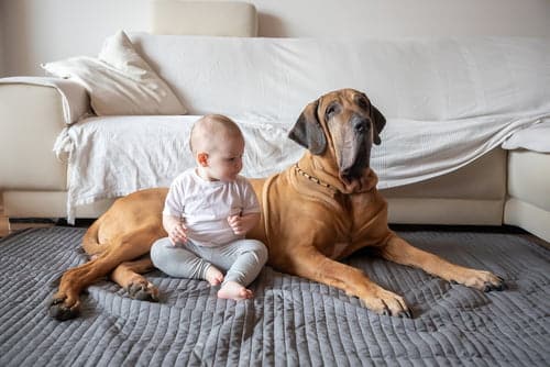 big dog with new baby sitting on blanket
