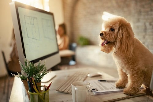 A poodle at an office desk