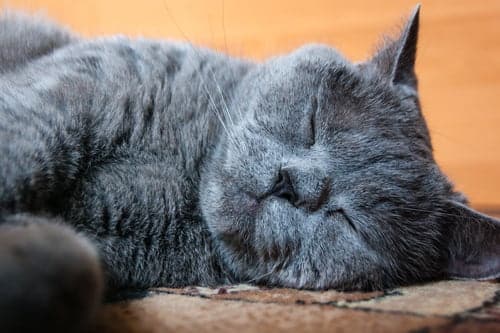 grey cat lying down - animal CPR should only be performed if there is no heartbeat or breathing
