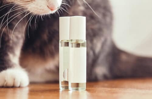 Before you leave these lying around, ask yourself are essential oils harmful to cats and dogs?