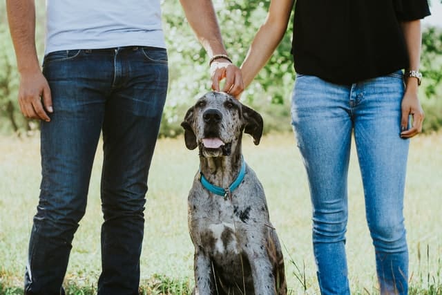 Couple lovingly pat their dog who they plan to do genetic testing for to find out breed makeup and health recommendations for.