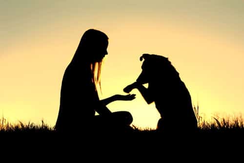 One of the famous dogs of New Zealand who protects his owner.