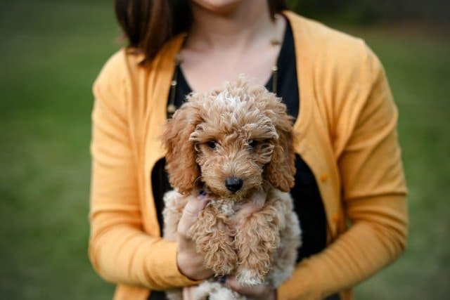 Taking puppy health care seriously is important for finding ethical breeders like this