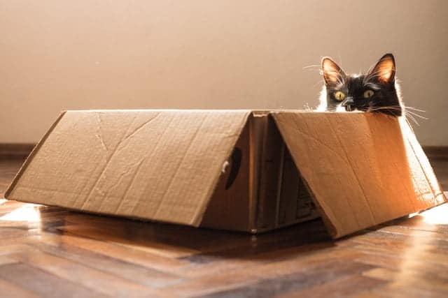 black and white cat in cardboard box pet carrier