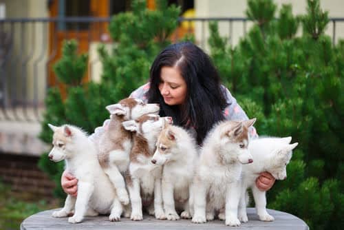 Ethical dog breeders like this will be interested in ensuring these puppies go to a good home.
