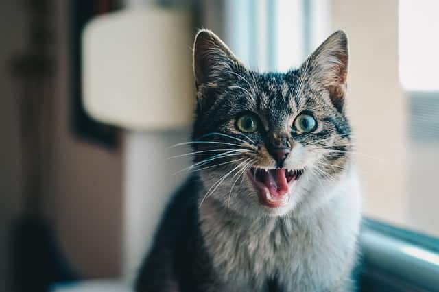 long haired tabby cat showing teeth