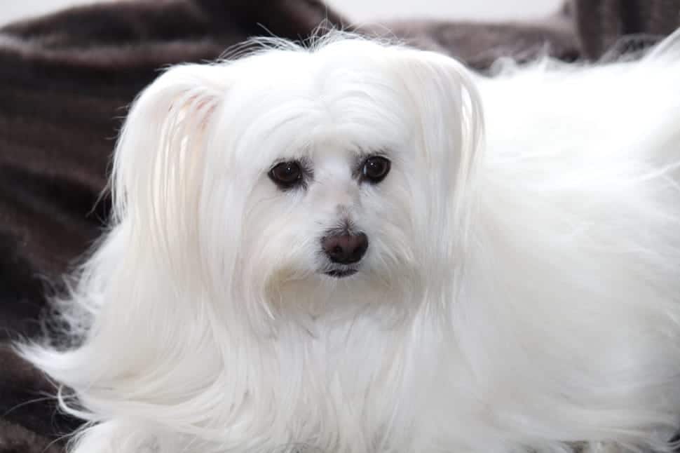 Maltese Shih Ztu purchased from an ethical dog breeder.