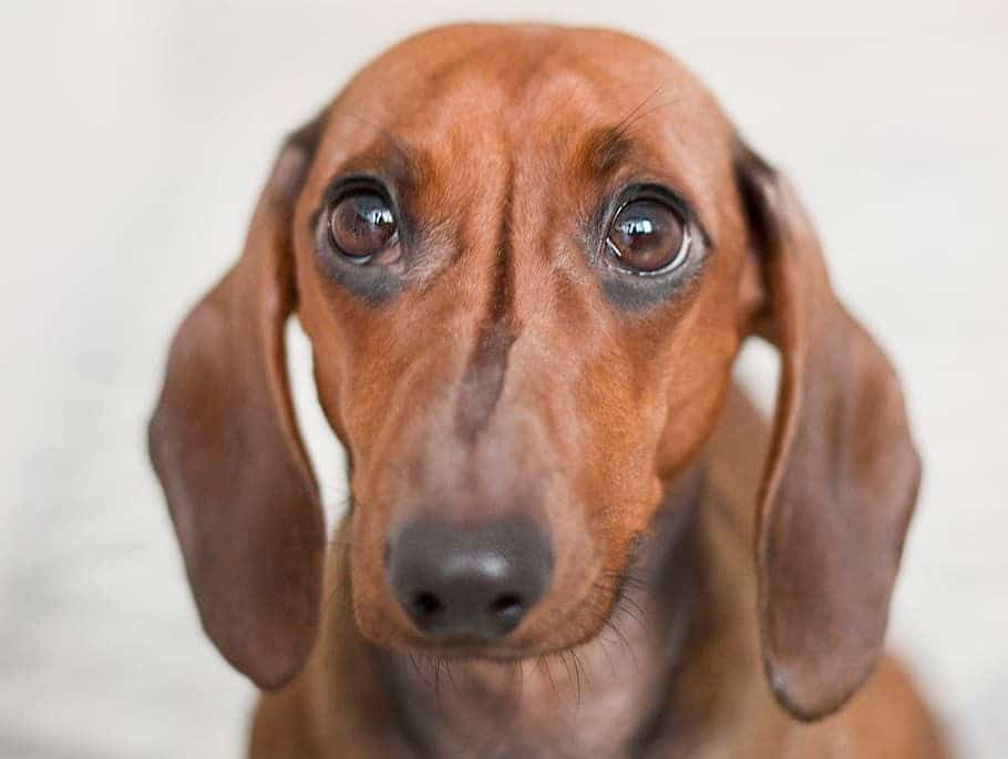 This pup suffers from obsessive-compulsive disorder in dogs.