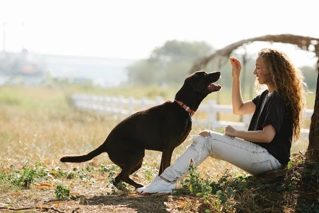 reward training dogs reinforces good behaviour during dog training by giving a treat after the dog has done a good action