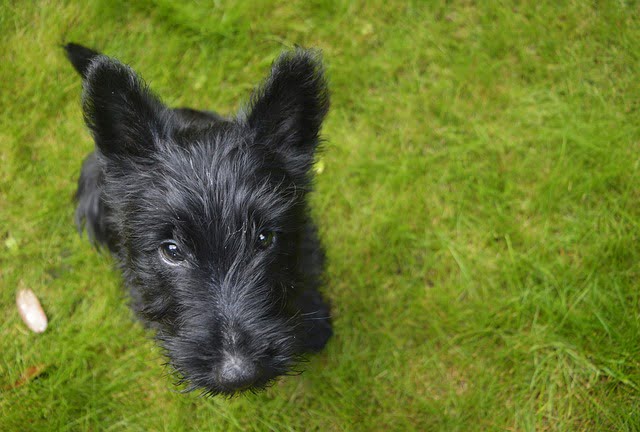 Black Scottish Terrier sitting on grass