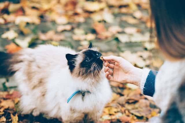 woman feeding fluffy white cat homemade cat treats