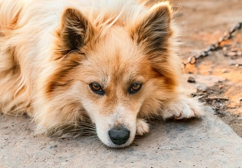 Portrait of a dog on a chain