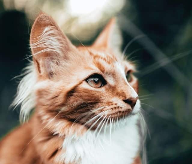 FIV