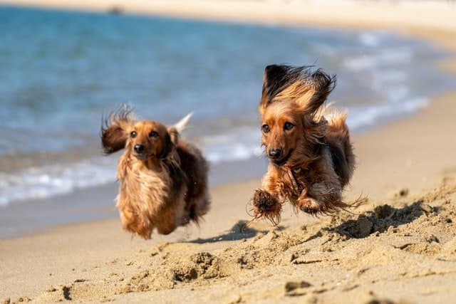 Two Dachshund dogs play on the beach