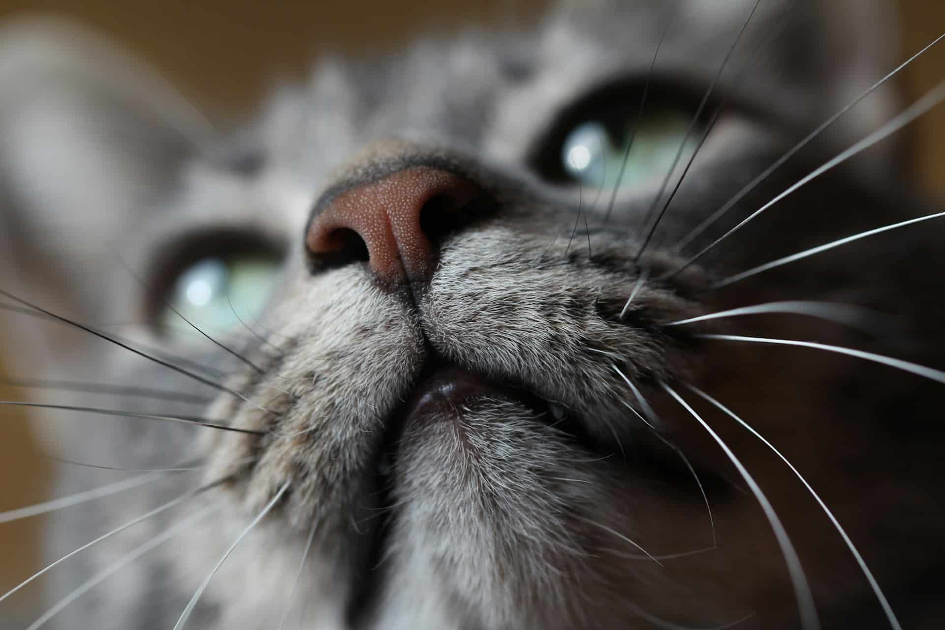 Close-up of a gray cat with striking green eyes and prominent whiskers, focusing on its nose reacting to scents cats like.