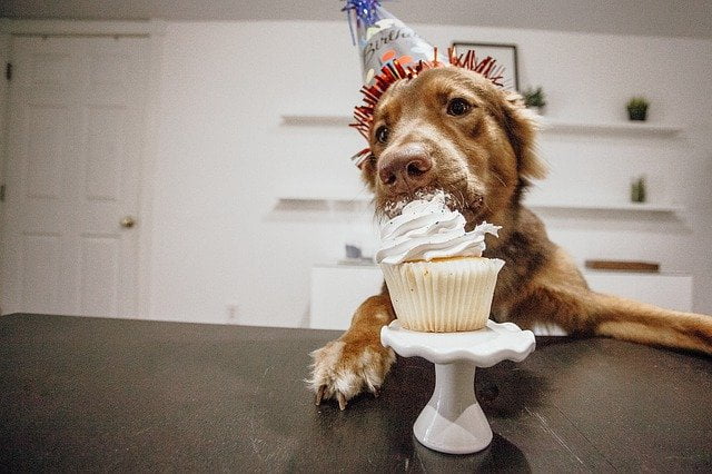 Rover eats his dog birthday cake