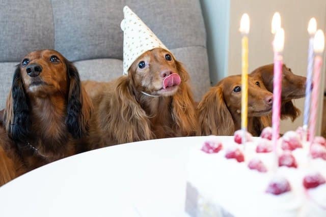 A dog birthday cake with candles