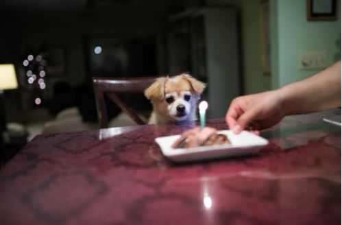 Snoopy gets ready to taste a dog birthday cake