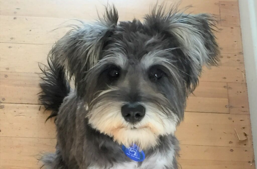A cute miniature Schnauzer named Harvey
