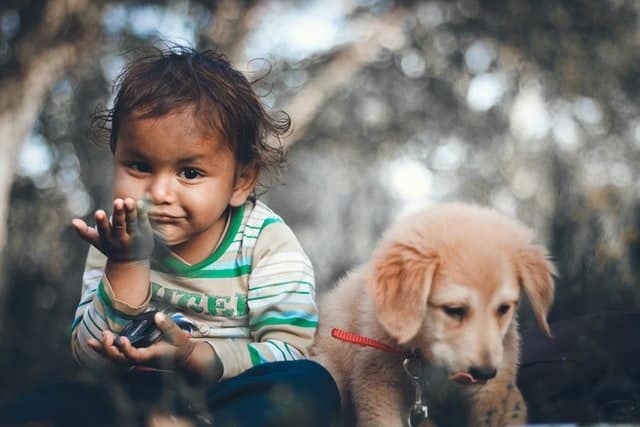 A family pet puppy sits with its favourite human - a boy, whoing dogs and kids can get on well