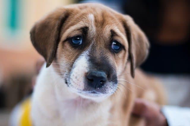 Foster a dog or puppy like this one in New Zealand.