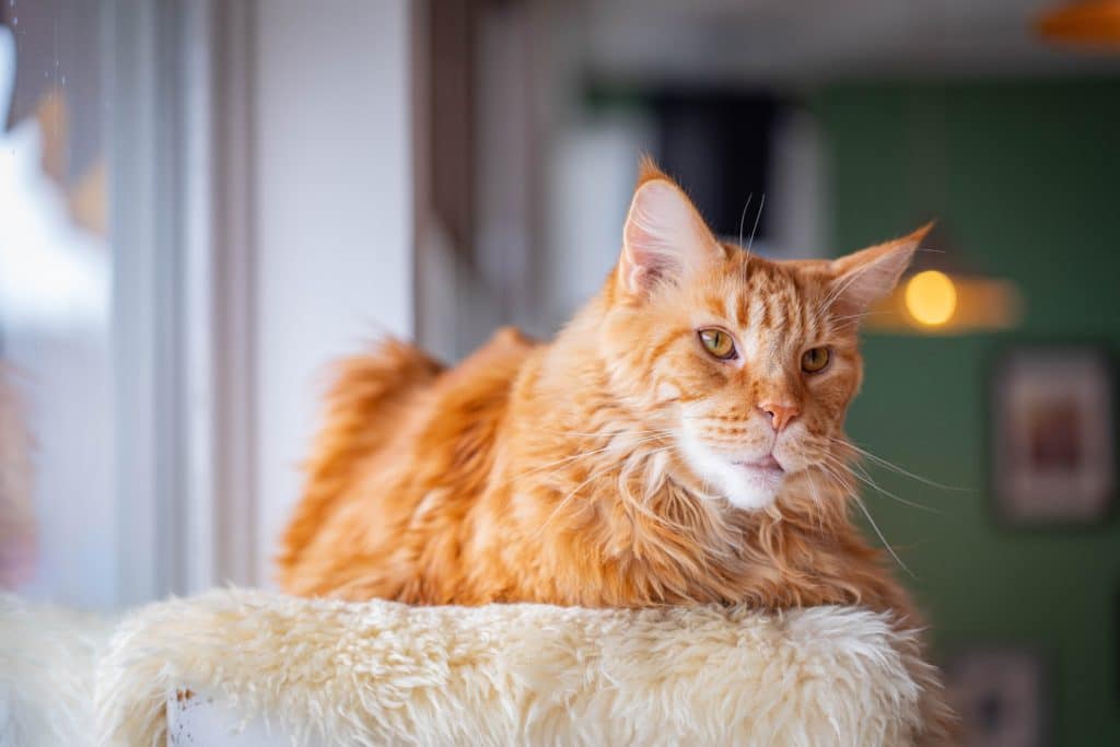 If you have a multi-pet household, this Maine Coon cat is the perfect addition. 