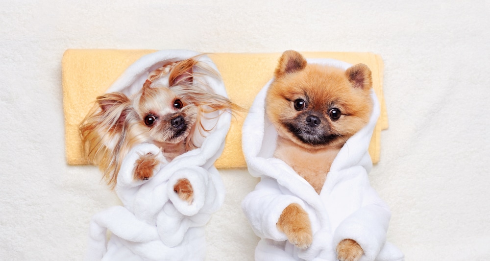 Two pampered pets, snug in their white robes, lie side by side on a towel, gazing directly at the camera.